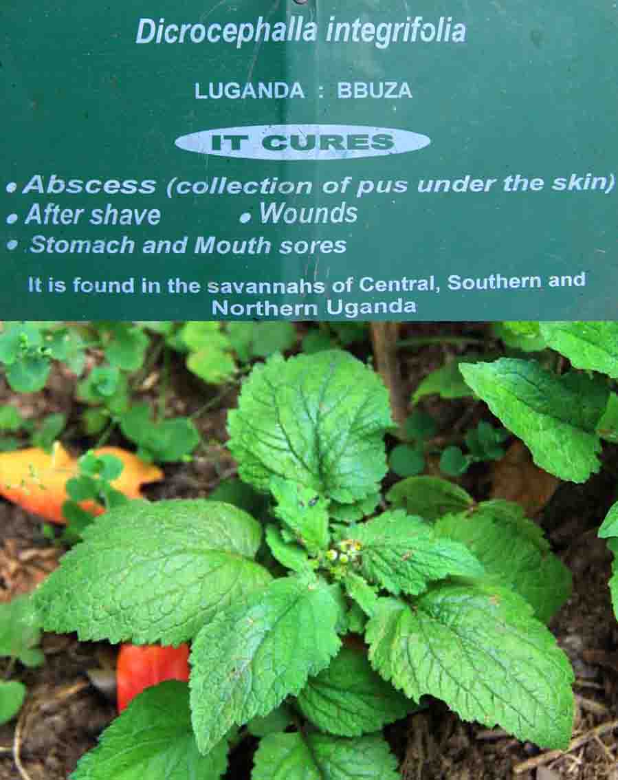 Traditional African Medicine Plants Uganda Albis Photos